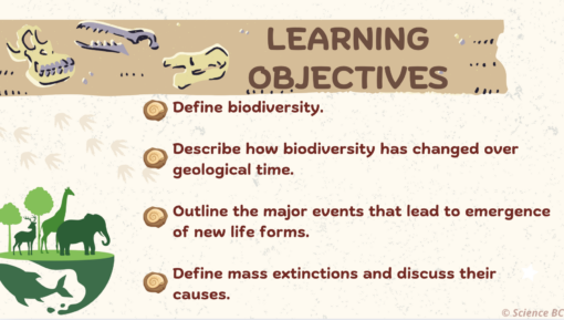 Biodiversity Change Over Geologic Time - Image 2